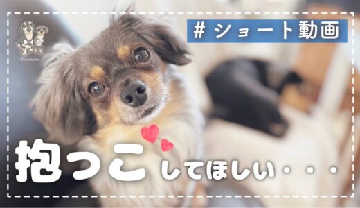 #Shorts 抱っこしてほしくて文句を言う犬。チワックス