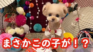 【逃走】うちの犬がいなくなりました・・・【トイプードル】[4K]