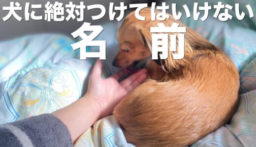 犬に絶対つけてはいけない名前