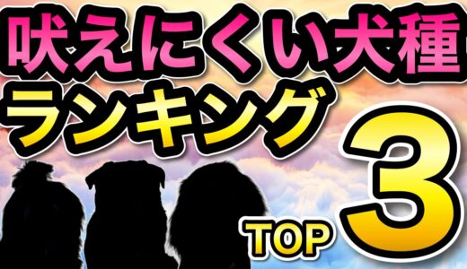 【吠えにくい犬種ランキングTOP3】をペットショップ店長が解説します！