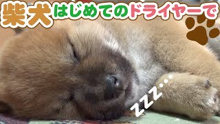 【柴犬】まとめ動画　柴犬赤ちゃん おやつ探し、初めての雪！、ライバルが寝ている間に……　など　柴犬まとめ動画