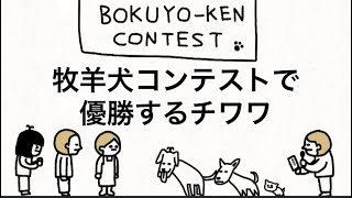 【アニメ】牧羊犬コンテストで優勝するチワワ