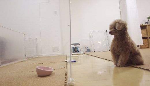 犬のIQテストを初めてやったらまさかすぎる結果だった…笑【トイプードル】