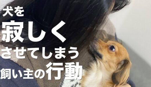 犬が寂しい気持ちになってしまう飼い主の行動