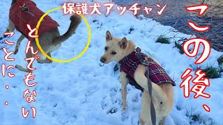 【保護犬】シッポの勢いが凄すぎた・・この後、妹犬アッチャンから飛び出したものに爆笑w