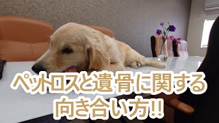 大型犬と暮らす。ペットロスや遺骨に関しての考え方。ゴールデンレトリバーの子犬ティト。