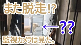 監視カメラは捉えた！大型犬が脱走した。ゴールデンレトリバーの子犬ティト。