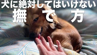 犬に絶対してはいけない撫で方