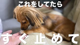 犬が見せてきたらすぐに止めたほうがいい行動