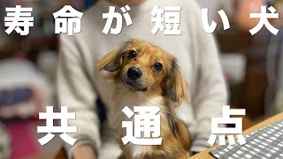 寿命が短い犬の共通点