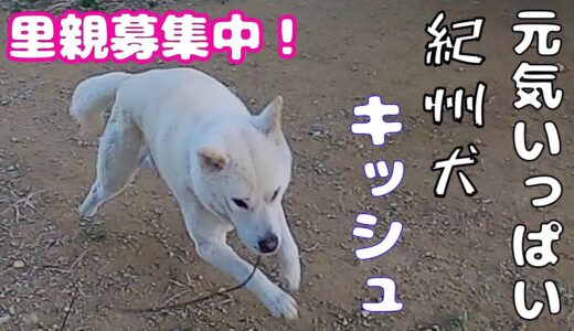 紀州犬キッシュくん👍里親様募集！（こちらの不備がありフォームアクセスできませんでした）