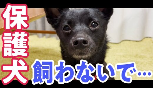 【保護犬＝無料！？】保護犬が欲しい方は絶対見てください