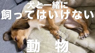 犬と一緒に飼ってはいけない動物【他の動物と犬を飼っている方は要注意】