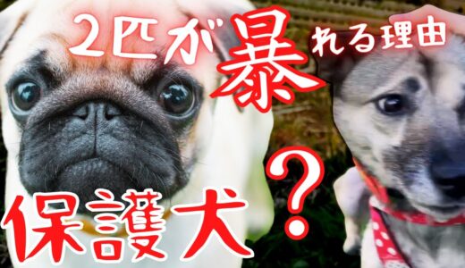 【保護犬】妹犬アッチャンの正体？