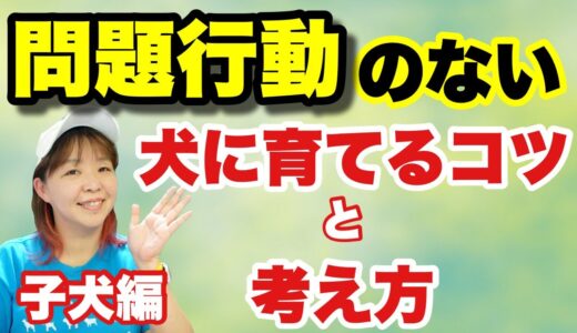 犬の問題行動は『治す』よりも『予防』が一番！問題行動のない犬育てをしましょう