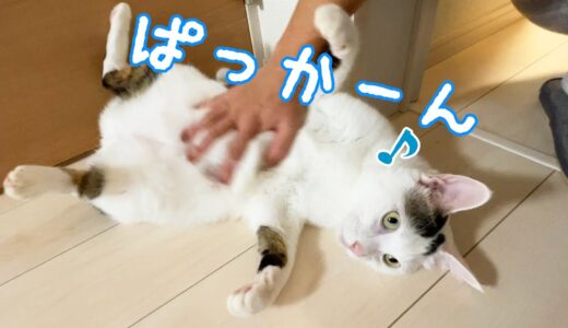 犬みたいに仰向けで撫でてもらうのが好きな猫