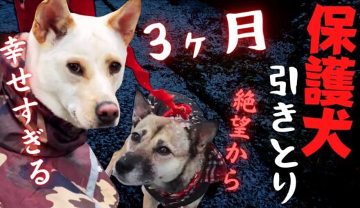 心を閉ざした保護犬「3ヶ月後」雪の上で遊ぶ犬たちと過ごす時間が幸せ過ぎるだろｗ