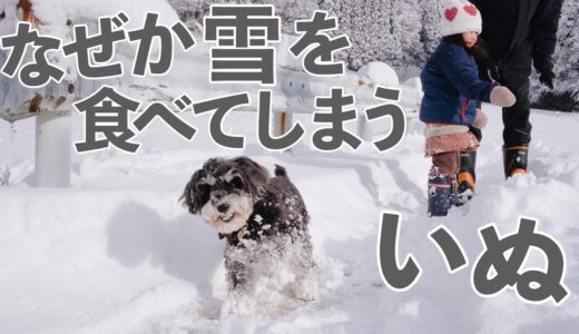 【富山】雪にテンションがあがってしまった犬と３歳娘【シュナウザージジトト】