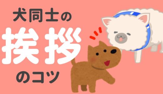 犬同士の正しい挨拶のコツ！鼻チョン後の反応は？