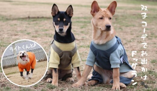 子犬の人・外・犬慣れにライトくんと大きなドッグランに行ったら最高でした！