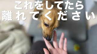 犬が見せてきたらその場から離れた方がいい行動