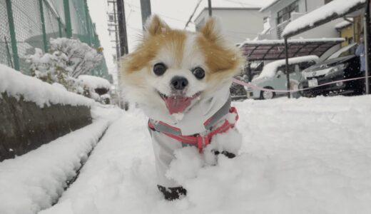 いつだって、どんな時だって一生懸命に頑張る老犬チョッピさん