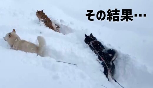 犬も喜び庭かけ回り過ぎるとこのようになりますwww