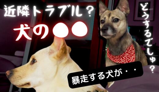 【保護犬】トラブルについて話します。