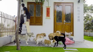 「旧正月」新年を迎える為、7匹の犬と犬たちの家を飾りました。