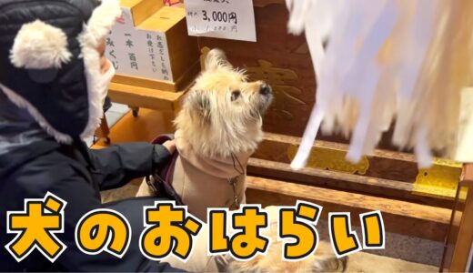 元旦は犬をおはらいしてもらいました【元旦の過ごし方2021】