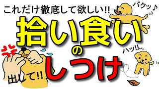 【犬 拾い食い】枯葉！石！吸い殻！散歩中何でもくわえる！拾い食いの種類としつけ方！新遠藤エマチャンネル【犬のしつけ＠横浜】