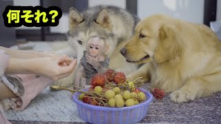 初めてフルーツを食べた赤ちゃん猿とハスキー犬の反応が面白すぎた