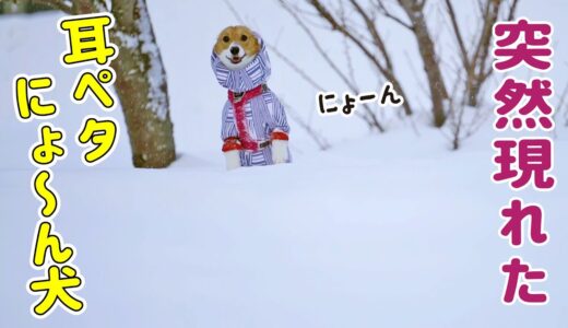 【雪中散歩】パパと大雪にテンション上がり過ぎたコーギー