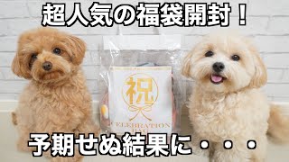 SNSで話題！犬用の超人気福袋を買ってみた結果…【2022年】