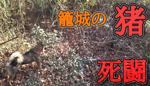 立て籠る【猪】と【日本犬】の闘い#猪#猪猟師#狩猟 #hunting #hunter  @松ごり