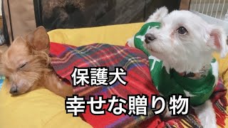 【保護犬】わが家に幸せ便が届きました。ソファーベッドに隠された幸せな秘密とは・・