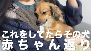 犬が赤ちゃん返りした時に見せる行動