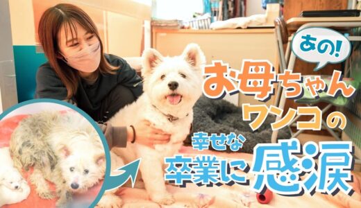 ボロボロに汚れた犬、その感動の物語り【ピースワンコ・ジャパン】