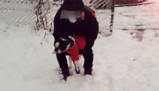 温室育ちの犬が初めて雪道を歩いたら…全力拒否されましたｗｗｗ