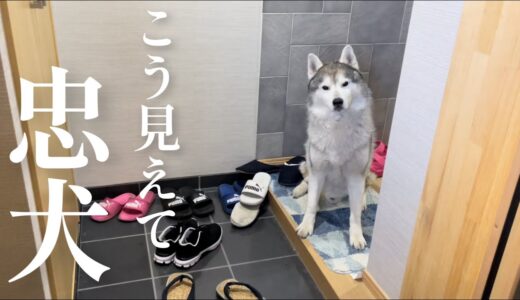 お出迎えのときだけはお喋りが止まらないシベリアンハスキー、玄関にて忠犬と化す。