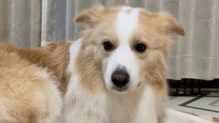 本当はもう嫌なんだけど…。【耳がペチャンコになる犬】