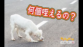 【老犬】一体何個咥えるの？