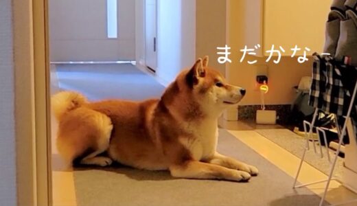 ママとパパが家から居なくなった時の柴犬が健気すぎた….