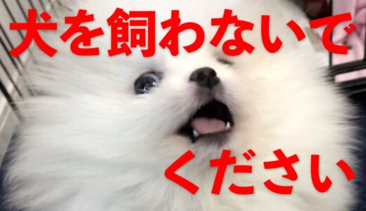 【飼育放棄】独身男性が犬を飼って困った10のこと