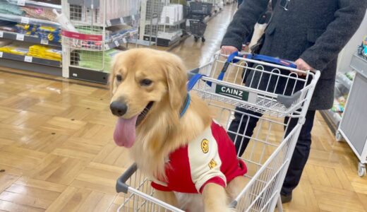 【カインズ】ホームセンターで犬用カートに乗ってお買い物♪のハズが…