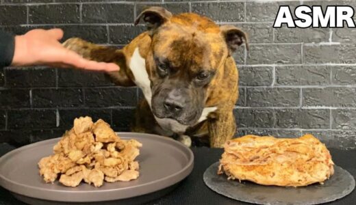 【大食い犬ASMR】イノブタの炙り肉をを豪快に爆食いする愛犬の咀嚼音がたまらないwww  MUKBANG Dog eats raw meat bones