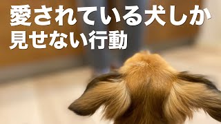 飼い主から愛されている犬しか見せない行動