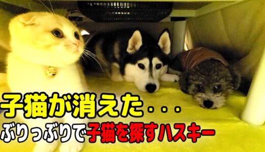 子猫がこっそり居なくなりぶりっぶりに怒って必死に探し回るハスキー犬がこちら...笑