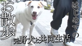 【保護犬】元野犬ウォンカ、佐野勇斗とはじめての散歩で・・・【元野犬と共同生活】