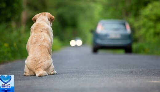 走行中の車から投げ捨てられた犬。保護され数日後に驚くべきことがわかりました【感動】